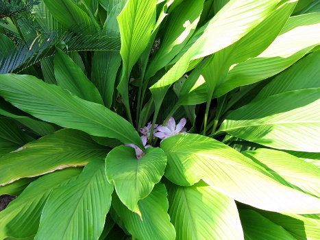 Flowers Hidden in the Green  Flowers Hidden in the Green